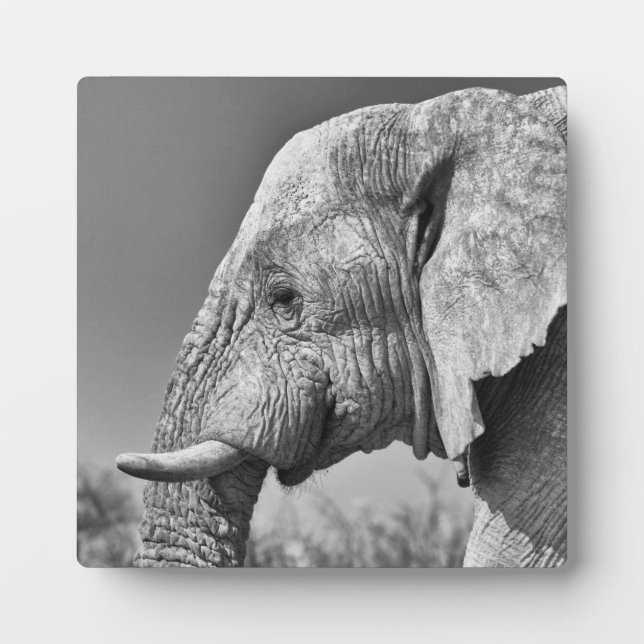 Placa Expositora Retrato de elefante (Frente)