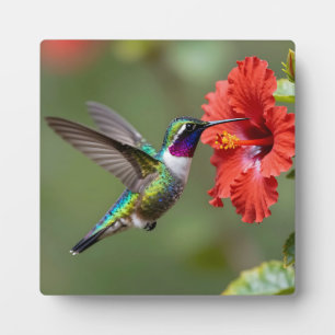 Placa Expositora Retrato de flor de hibisco con colibrí iridiscente