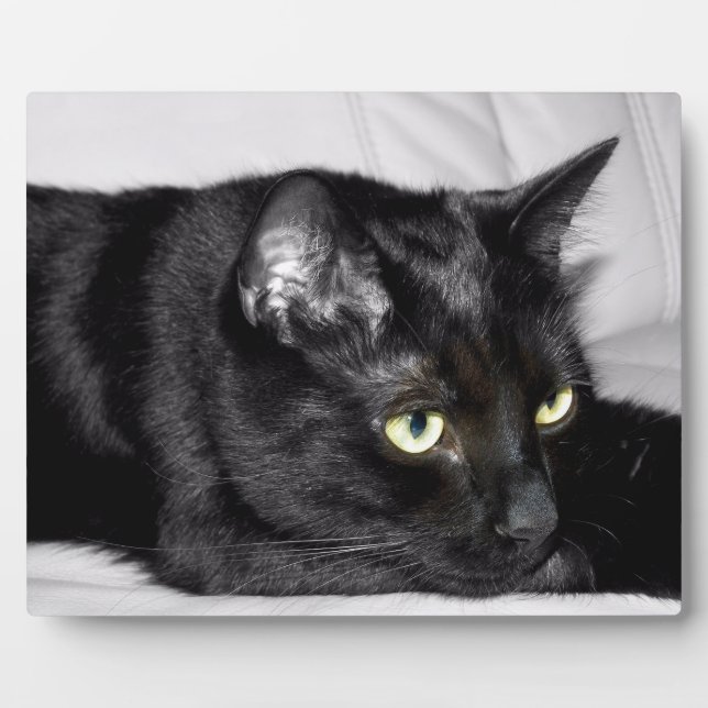 Placa Expositora Retrato de gato negro lindo (Frente)