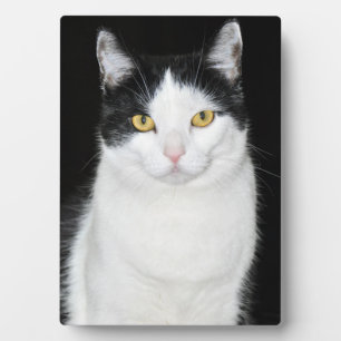 Placa Expositora Retrato de gato negro y blanco