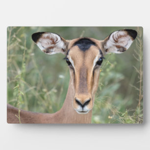 Placa Expositora Retrato de Impala