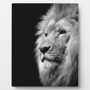 Placa Expositora Retrato de León Blanco Negro - Fotografía animal