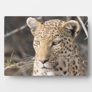 Placa Expositora Retrato de leopardo
