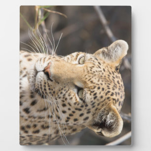 Placa Expositora Retrato de leopardo