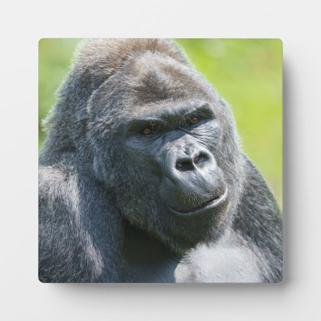 Placa Expositora Retrato de Silverback (Frente)