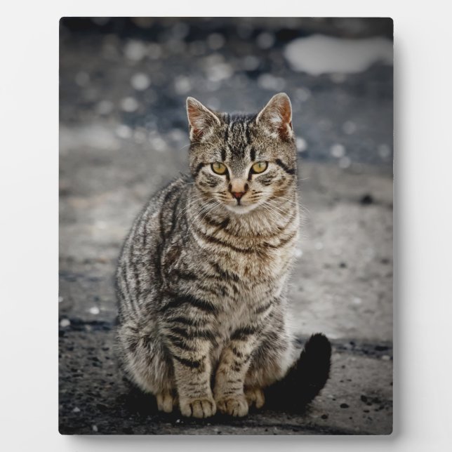 Placa Expositora Retrato de un gato (Frente)