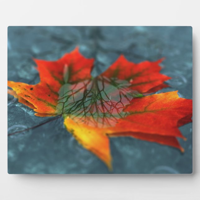 Placa Expositora Retroreflection Picture Plaque (Frente)