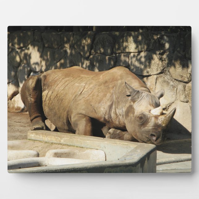 Placa Expositora Rhino durmiente (Frente)