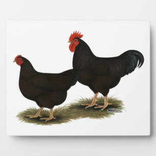 Placa Expositora Rhode Island Red Bantams
