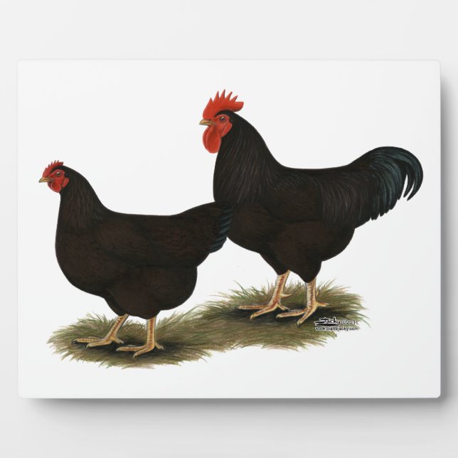 Placa Expositora Rhode Island Red Bantams (Frente)