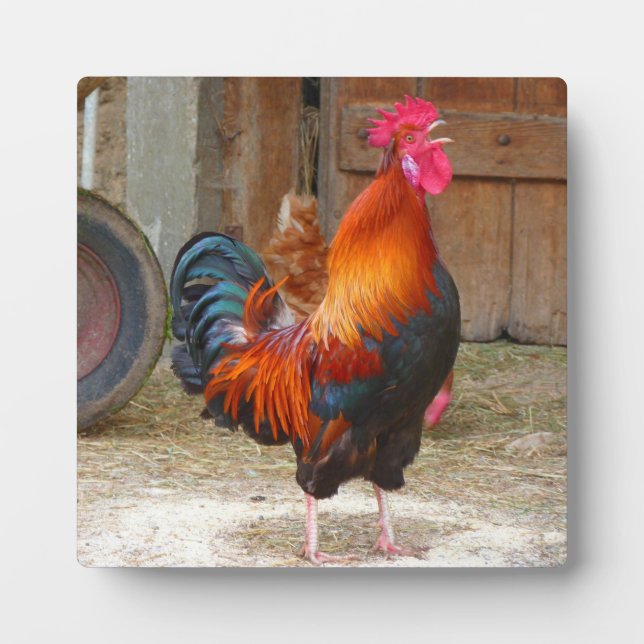 Placa Expositora Rhode Island Red Rooster Crowing in Barnyard (Frente)