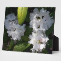 Rhododenrons blancos Bush Plaque