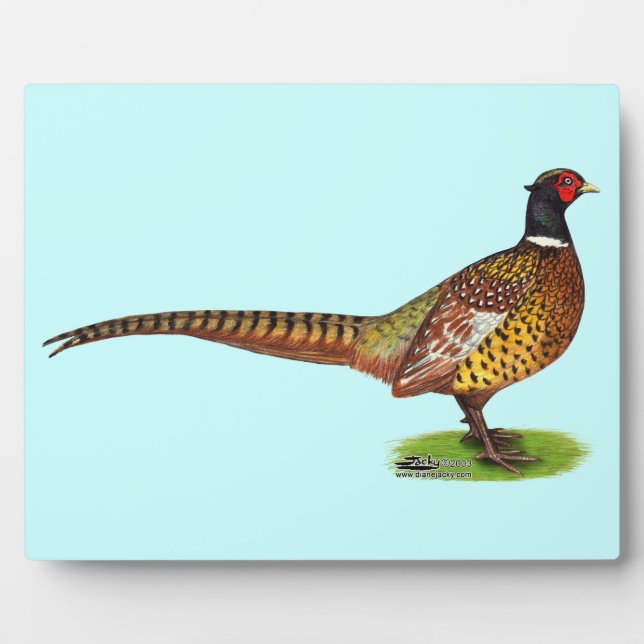 Placa Expositora Ringneck Pheasant Rooster (Frente)