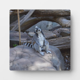 Placa Expositora Ringtail Possum Foreman En El Trabajo,