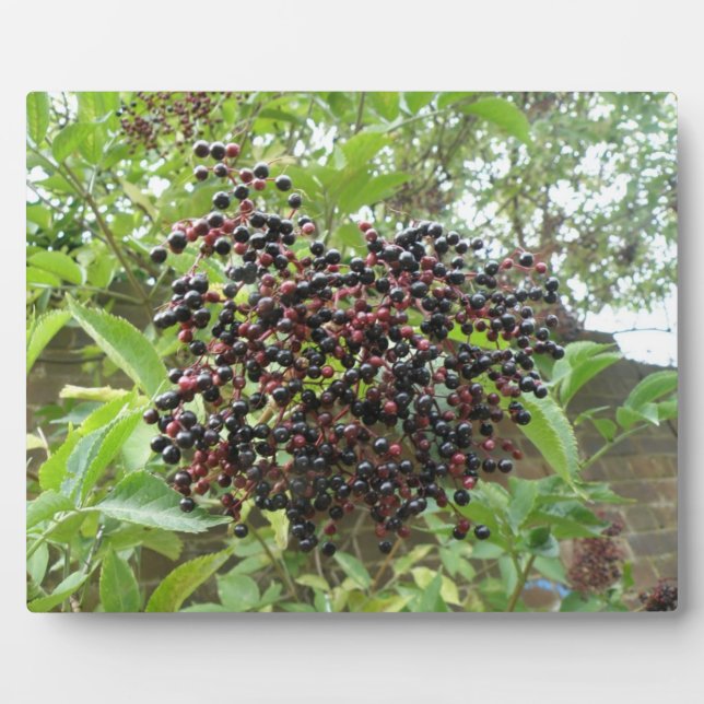 Placa Expositora Ripening Elderberries Plaque (Frente)