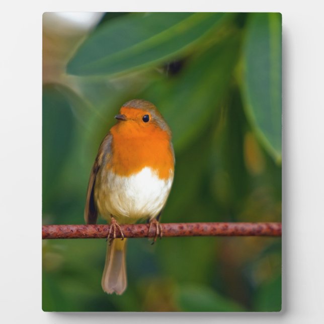 Placa Expositora ROBIN rojo (Frente)
