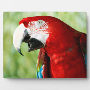 Placa Expositora Rojo brillante