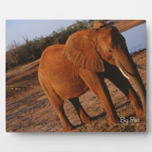 Placa Expositora Rojo grande