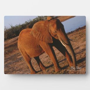 Placa Expositora Rojo grande