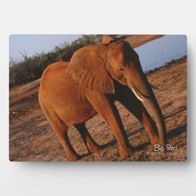 Placa Expositora Rojo grande (Frente)