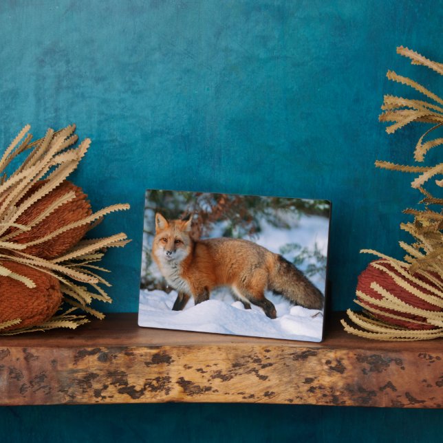 Placa Expositora Rojo | Nieve en invierno, Montana (Lado)