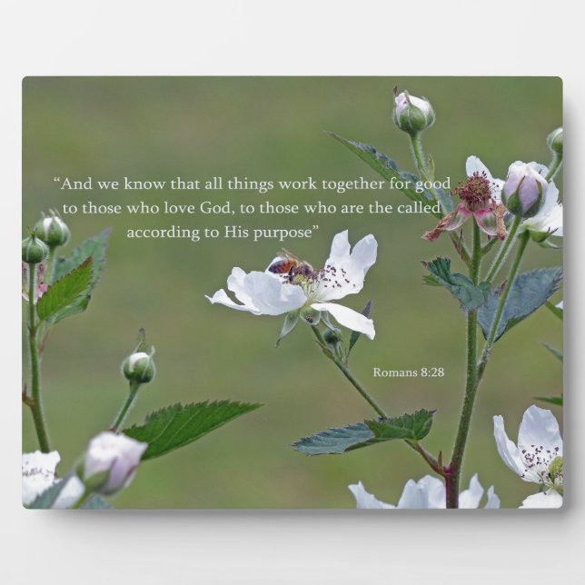 Placa Expositora Romanos 8:28 (Frente)