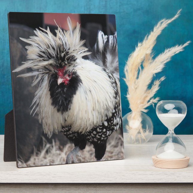 Placa Expositora Rooster de Crested polaco (Lado)