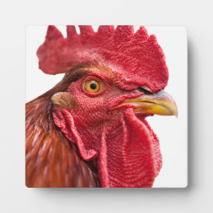 Placa Expositora Rooster Face