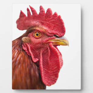 Placa Expositora Rooster Face