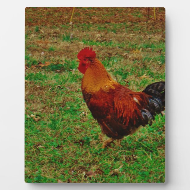 Placa Expositora Rooster mirando hacia la izquierda (Frente)