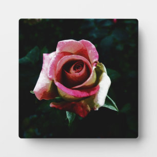 Placa Expositora rosa