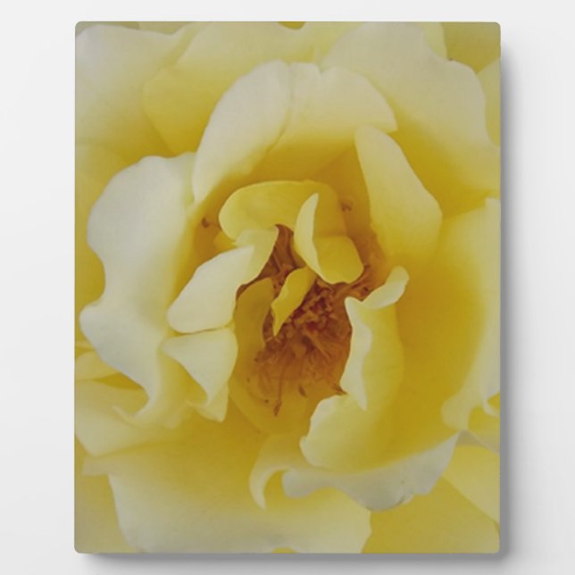 Placa Expositora Rosa amarilla (Frente)