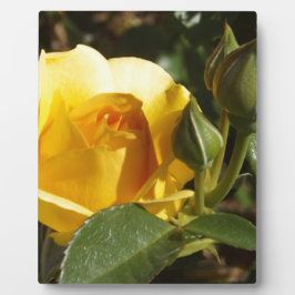 Placa Expositora Rosa amarilla