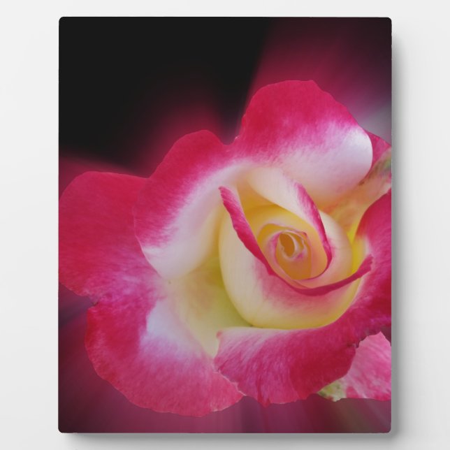 Placa Expositora rosa amarillo rosa (Frente)