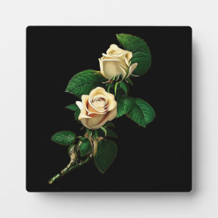 Placa Expositora Rosa blanca