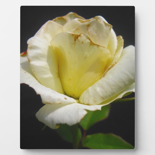 Placa Expositora Rosa blanca (Frente)