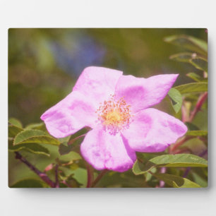 Placa Expositora Rosa Briar