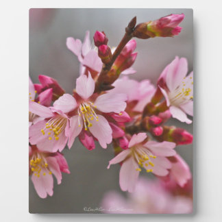 Placa Expositora Rosa Contra Un Cielo Gris Flor De Cerezo Japonesa