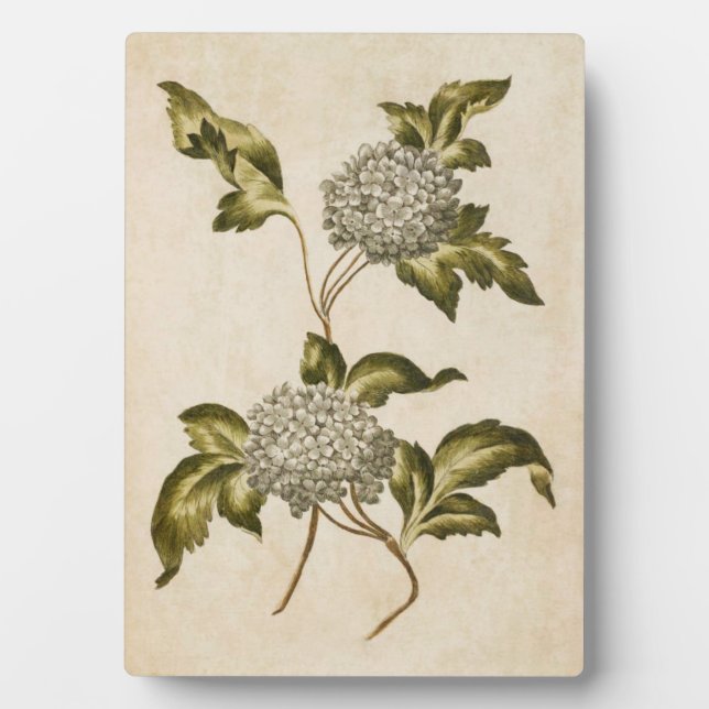 Placa Expositora Rosa de la ampolla floral bruta veneciana (Frente)