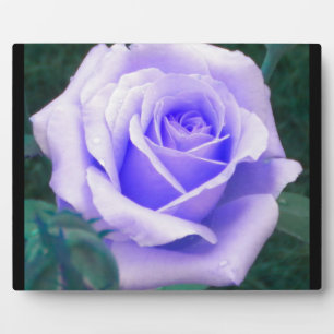Placa Expositora Rosa de lavanda pálida
