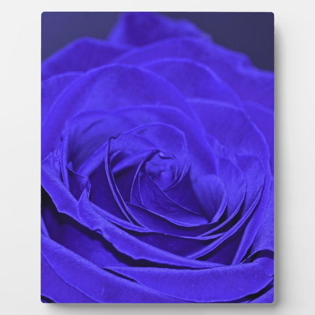 Placa Expositora Rosa de terciopelo azul (Frente)