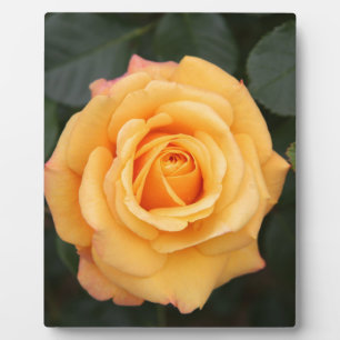 Placa Expositora rosa flores flor amor esposa novia