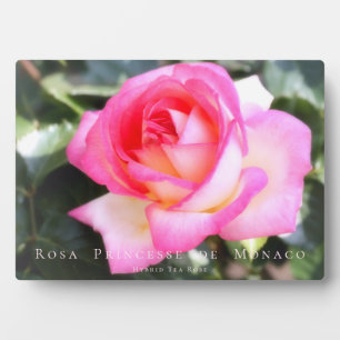 Placa Expositora Rosa Princesse de Monaco:Photoplark