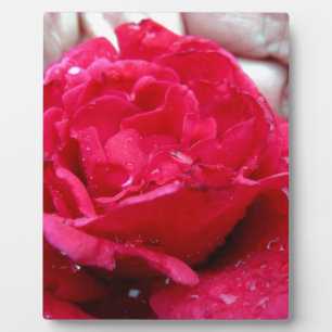 Placa Expositora Rosa Roja