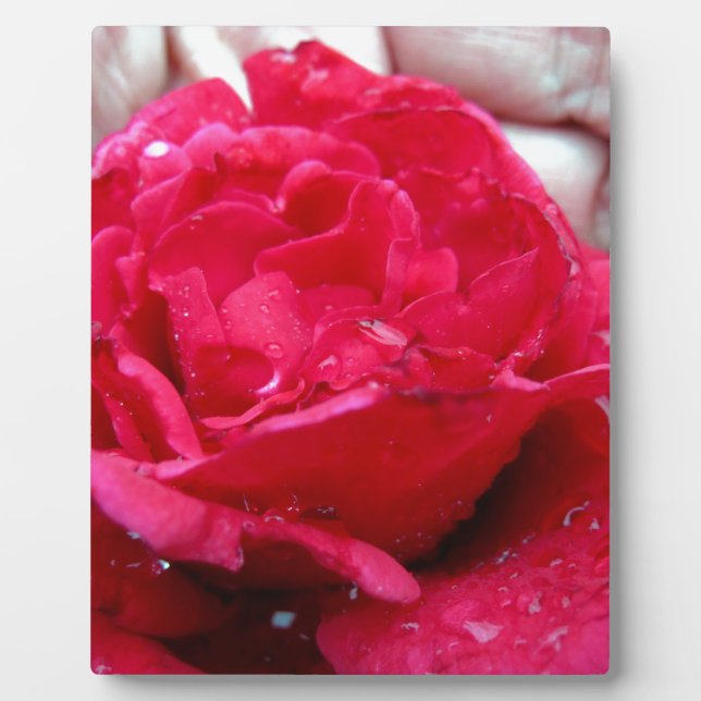 Placa Expositora Rosa Roja (Frente)