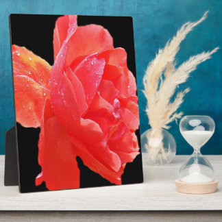 Placa Expositora Rosa Roja