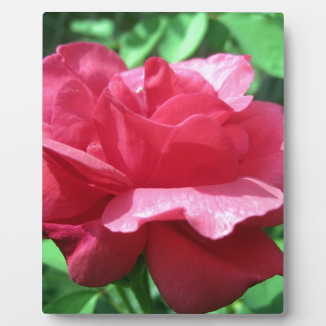 Placa Expositora Rosa Roja (Frente)