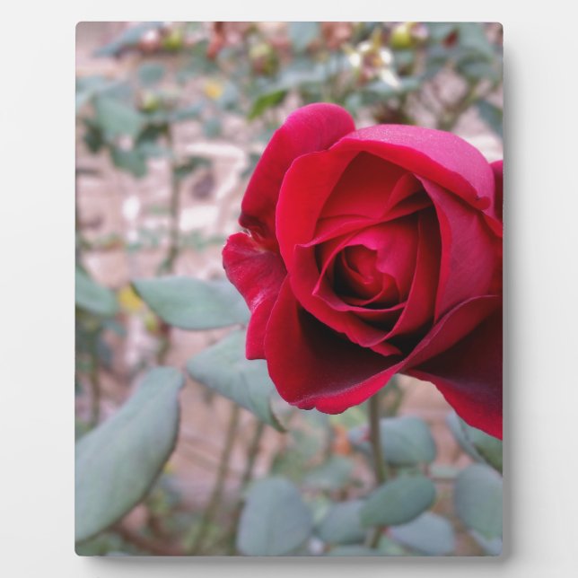 Placa Expositora Rosa roja de otoño (Frente)