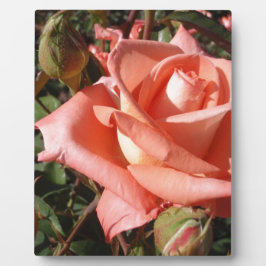 Placa Expositora Rosa Rosa Melocotón