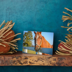 Placa Expositora Rosa Twilight   Caballo de Raza Arrojada